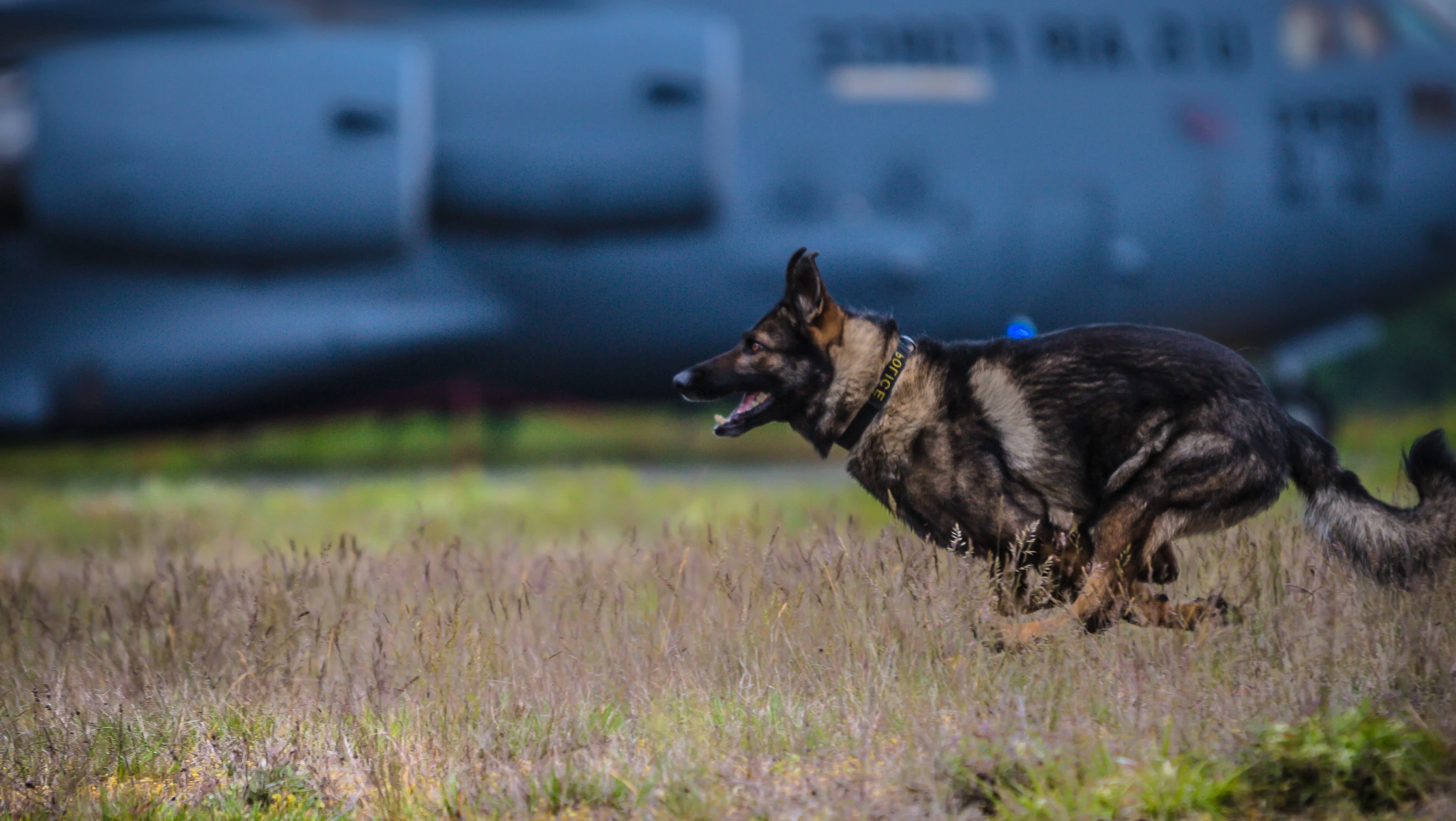 German Shepherd dog with smart collar running on grass in front of a large military aircraft.